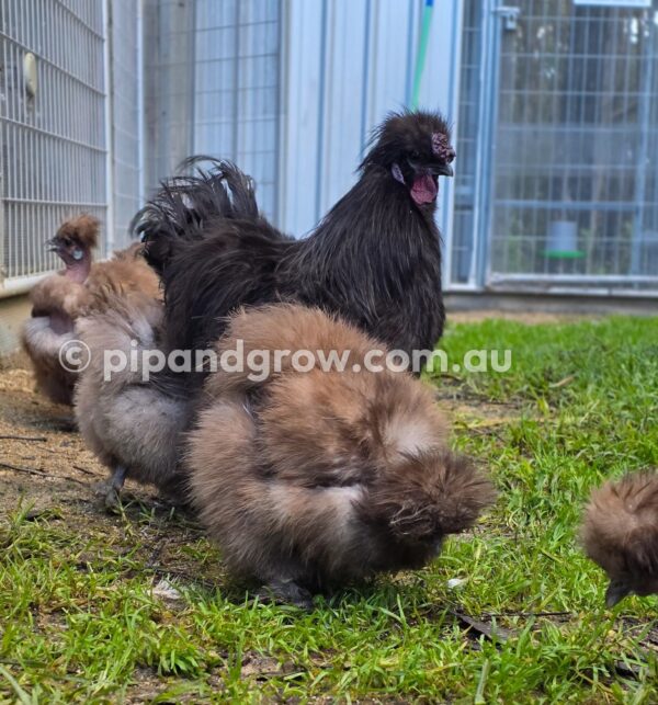 Silkie & Showgirl- Chocolate & Mauve Fertile Egg (each) - Image 22