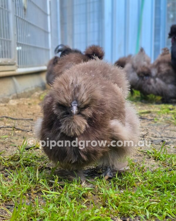Silkie & Showgirl- Chocolate & Mauve Fertile Egg (each) - Image 20