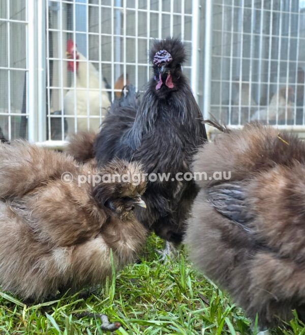 Silkie & Showgirl- Chocolate & Mauve Fertile Egg (each) - Image 10