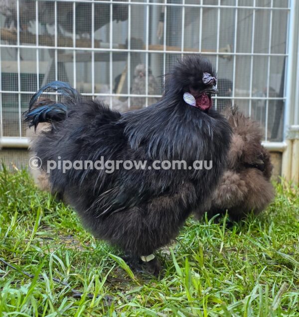 Silkie & Showgirl- Chocolate & Mauve Fertile Egg (each) - Image 17