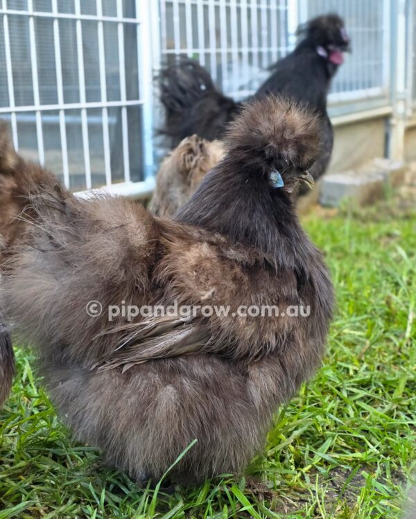 Silkie & Showgirl- Chocolate & Mauve Fertile Egg (each) - Image 19