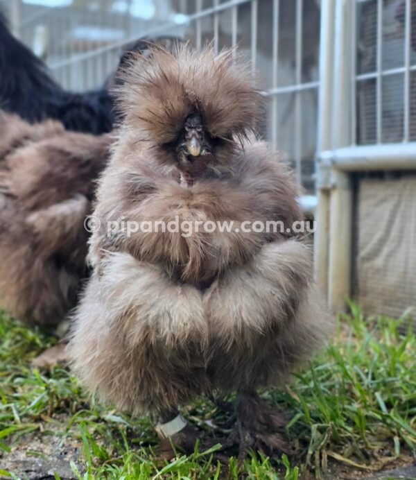 Silkie & Showgirl- Chocolate & Mauve Fertile Egg (each) - Image 14