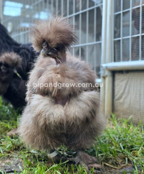 Silkie & Showgirl- Chocolate & Mauve Fertile Egg (each) - Image 23