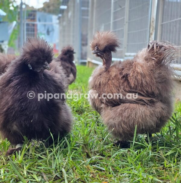 Silkie & Showgirl- Chocolate & Mauve Fertile Egg (each) - Image 18