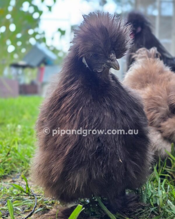 Silkie & Showgirl- Chocolate & Mauve Fertile Egg (each) - Image 8