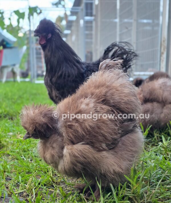 Silkie & Showgirl- Chocolate & Mauve Fertile Egg (each) - Image 25