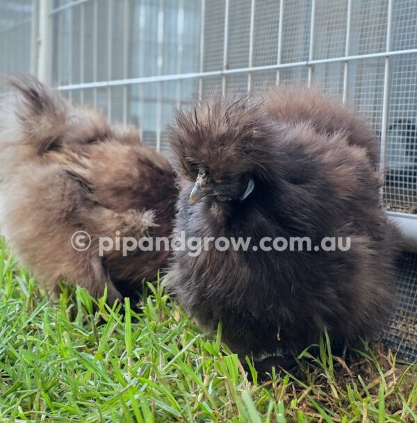 Silkie & Showgirl- Chocolate & Mauve Fertile Egg (each) - Image 11