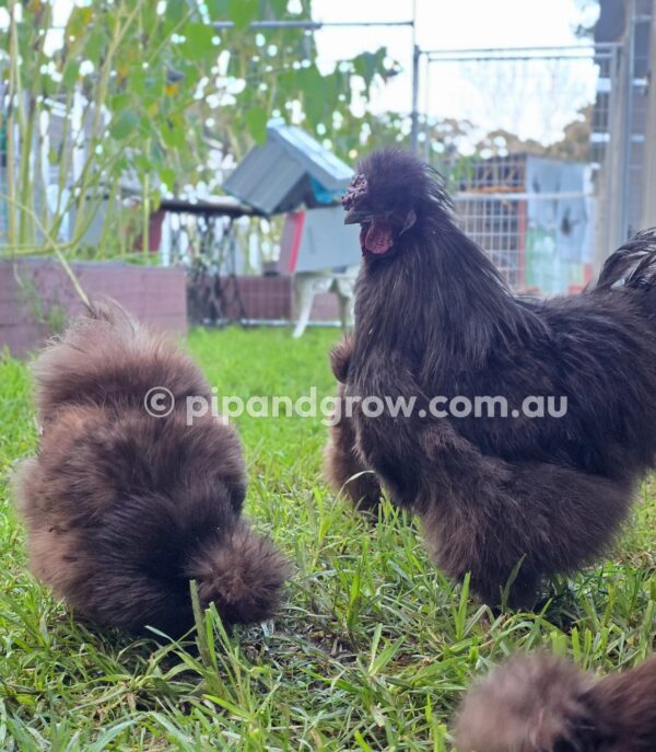 Silkie & Showgirl- Chocolate & Mauve Fertile Egg (each) - Image 7