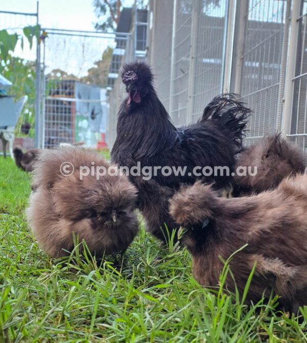 Silkie & Showgirl- Chocolate & Mauve Fertile Egg (each) - Image 21