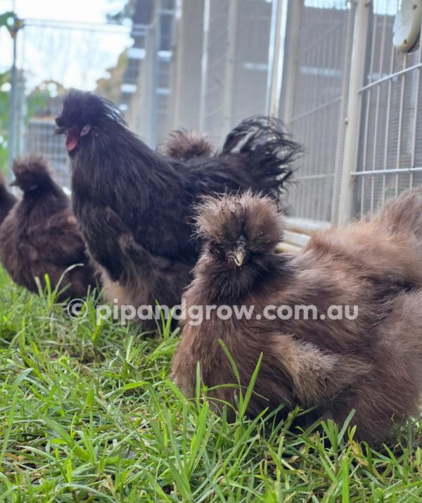 Silkie & Showgirl- Chocolate & Mauve Fertile Egg (each) - Image 5
