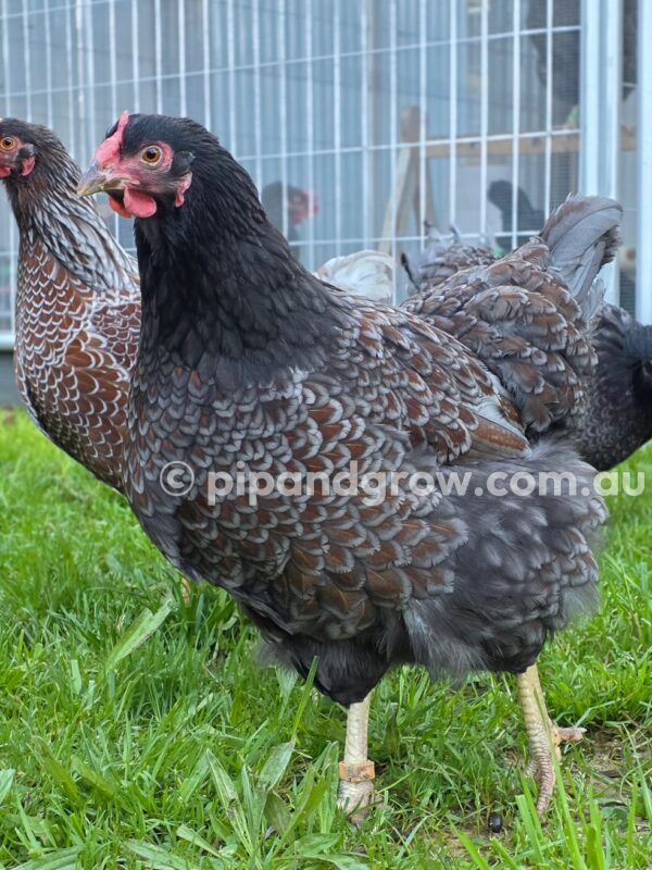 Wyandotte Fertile Egg (each) - Image 25