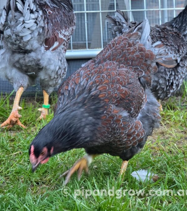 Wyandotte Fertile Egg (each) - Image 14