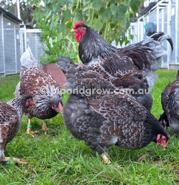 Wyandotte Fertile Egg (each) - Image 24