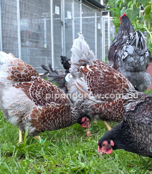 Wyandotte Fertile Egg (each) - Image 17