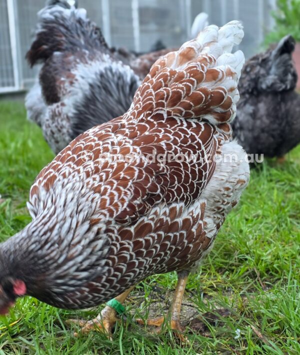 Wyandotte Fertile Egg (each) - Image 23