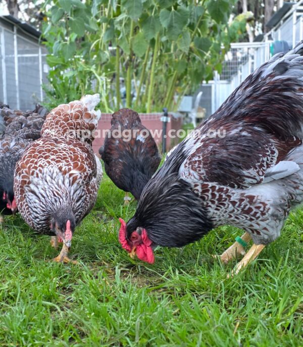 Wyandotte Fertile Egg (each) - Image 9