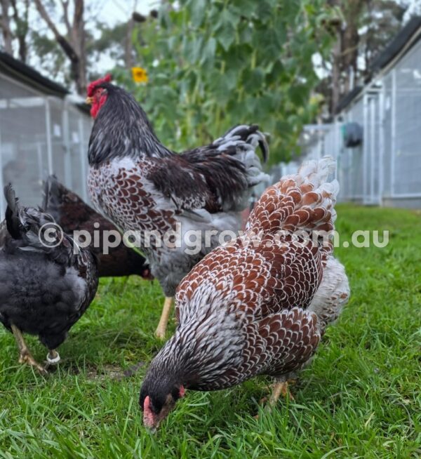 Wyandotte Fertile Egg (each) - Image 22
