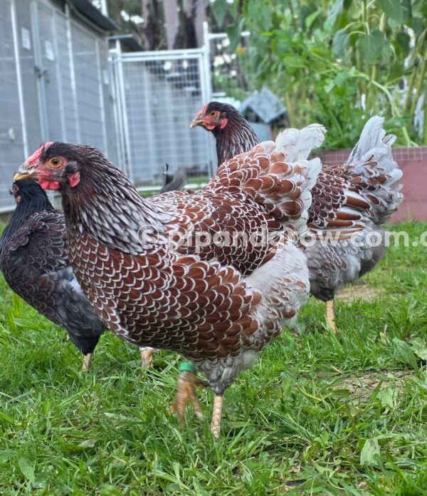 Wyandotte Fertile Egg (each) - Image 19