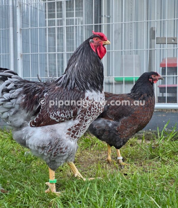 Wyandotte Fertile Egg (each) - Image 12