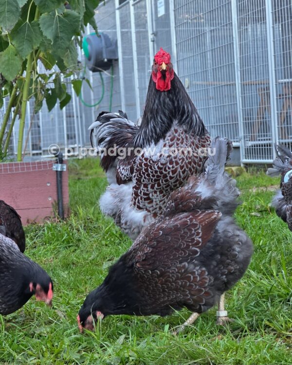 Wyandotte Fertile Egg (each) - Image 21