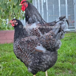 Wyandotte Fertile Egg (each)