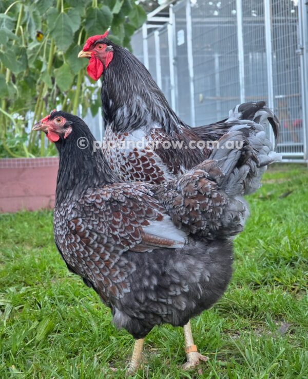 Wyandotte Fertile Egg (each) - Image 20