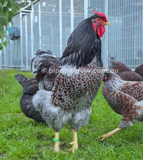 Wyandotte Fertile Egg (each) - Image 16