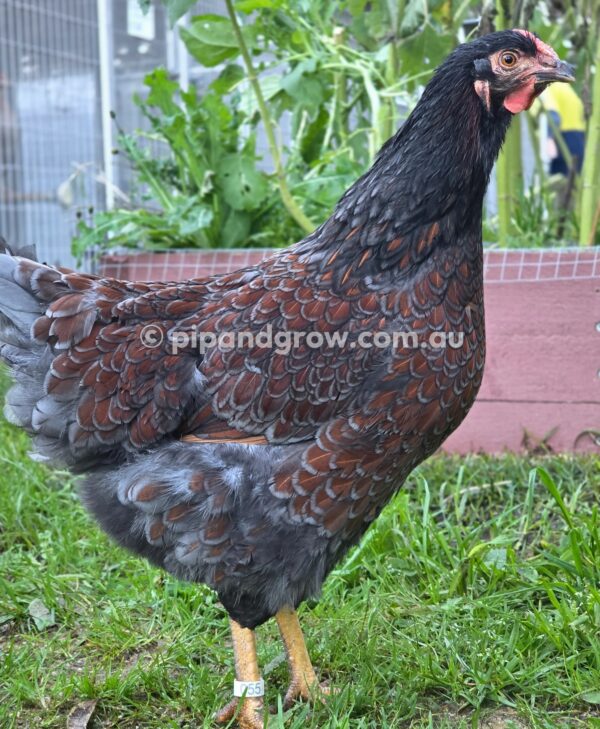 Wyandotte Fertile Egg (each) - Image 18