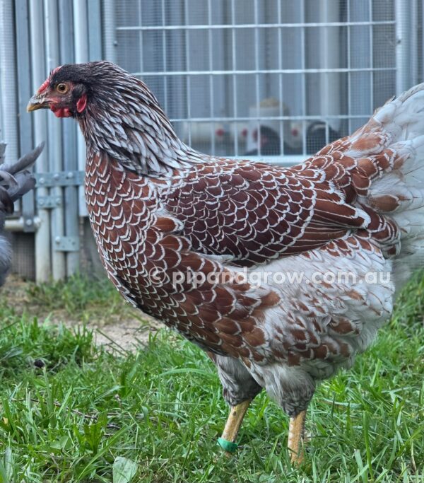 Wyandotte Fertile Egg (each) - Image 15