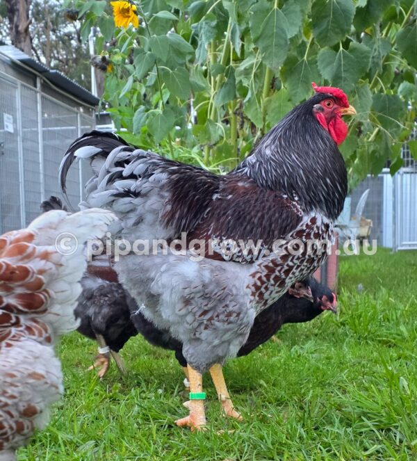 Wyandotte Fertile Egg (each) - Image 6