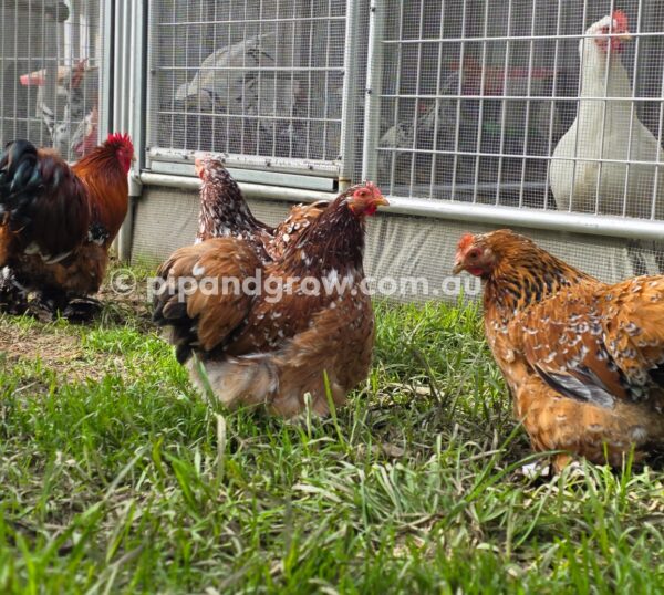 Pekin Millefleur Fertile egg (each) - Image 7