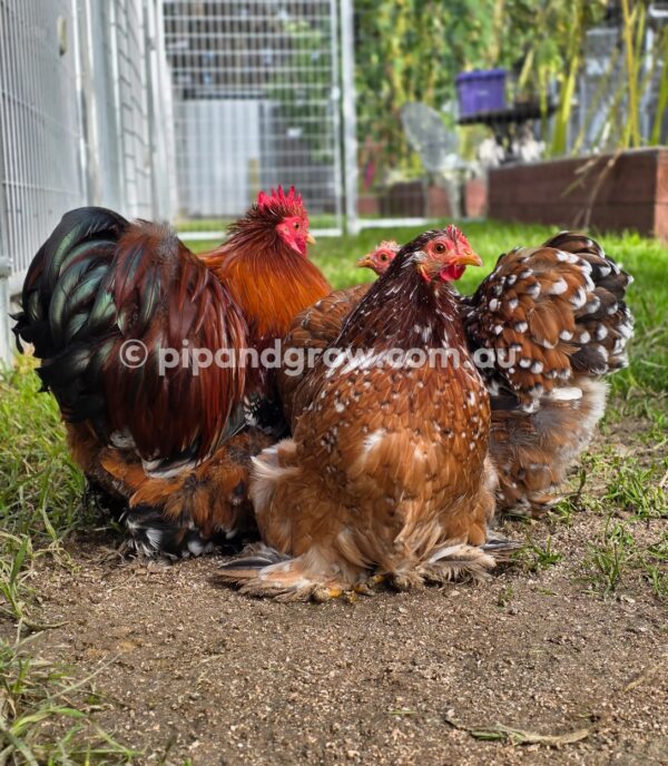 Pekin Millefleur Fertile egg (each) - Image 11