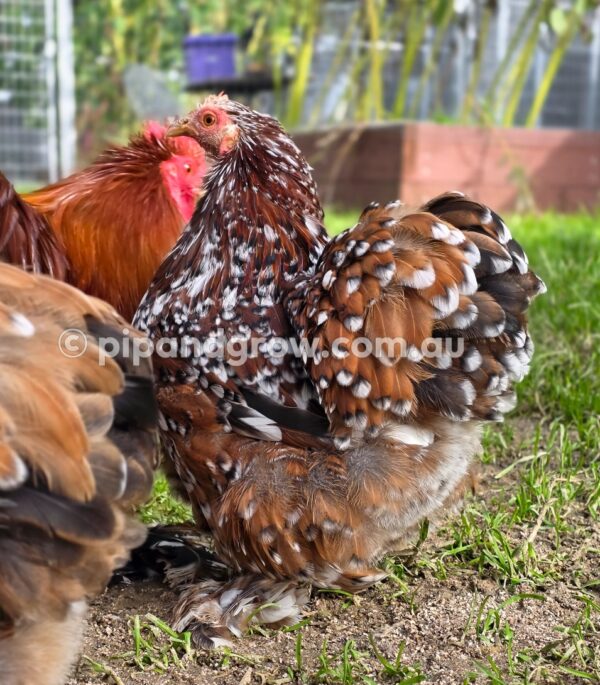 Pekin Millefleur Fertile egg (each) - Image 8