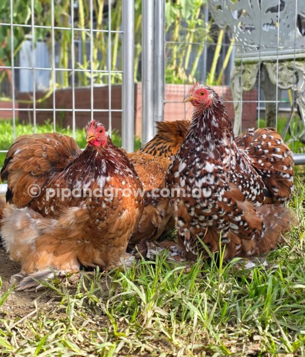 Pekin Millefleur Fertile egg (each) - Image 5