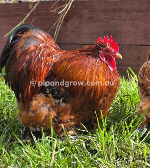 Pekin Millefleur Fertile egg (each) - Image 6