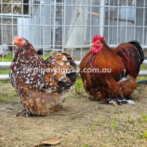 Pekin Millefleur Fertile egg (each)
