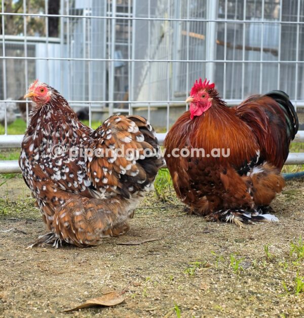 Pekin Millefleur Fertile egg (each) - Image 19