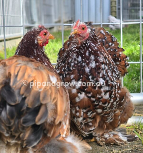 Pekin Millefleur Fertile egg (each) - Image 9