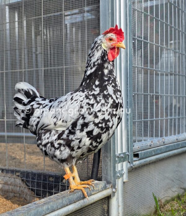 Exchequer Leghorn Fertile Egg (each) - Image 25
