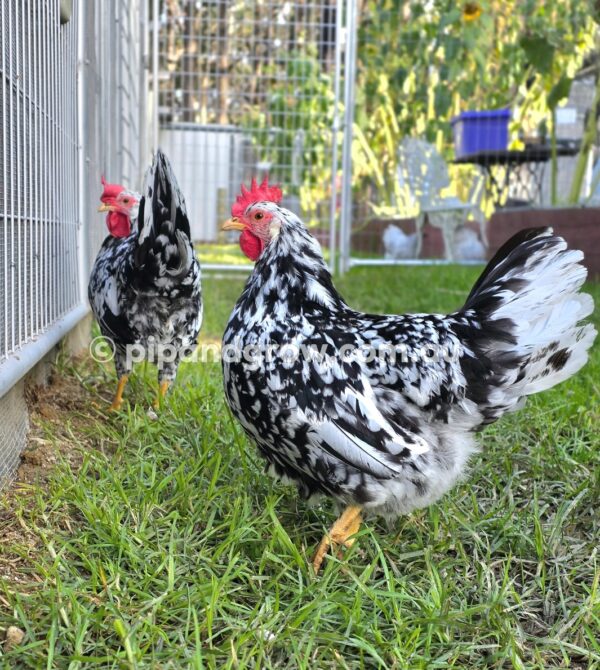 Exchequer Leghorn Fertile Egg (each) - Image 7