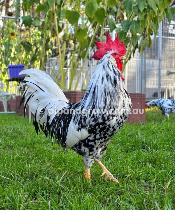 Exchequer Leghorn Fertile Egg (each) - Image 5
