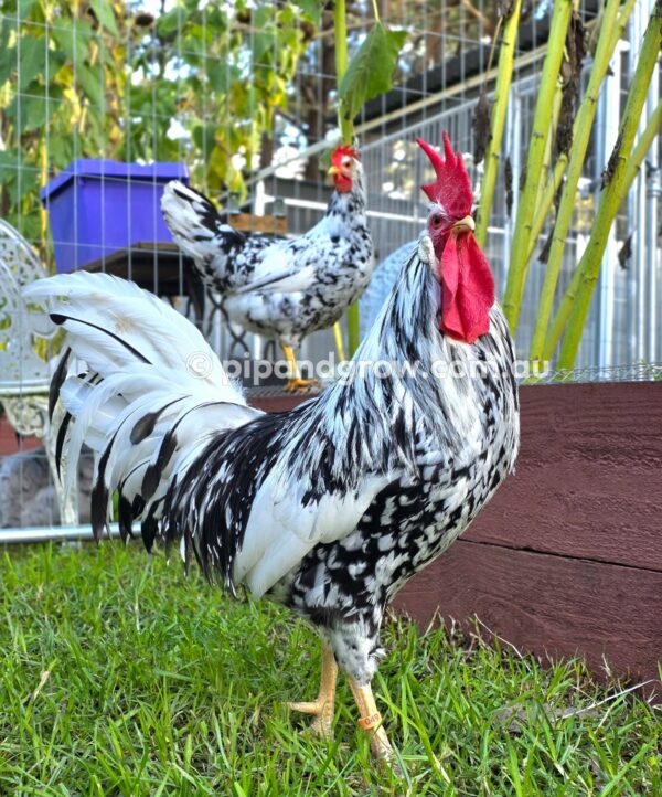 Exchequer Leghorn Fertile Egg (each) - Image 9