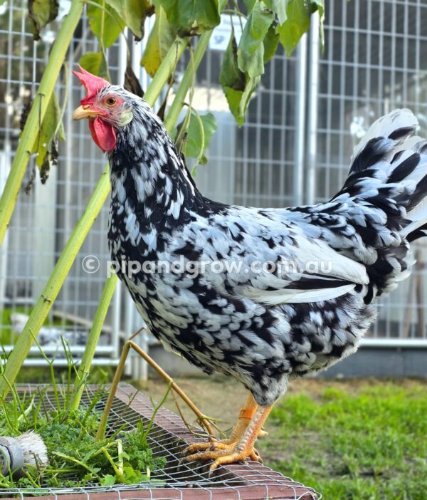 Exchequer Leghorn Fertile Egg (each) - Image 18