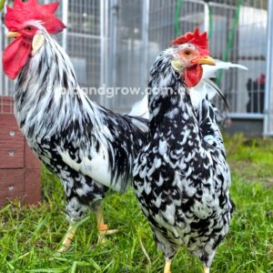 Exchequer Leghorn Fertile Egg (each)