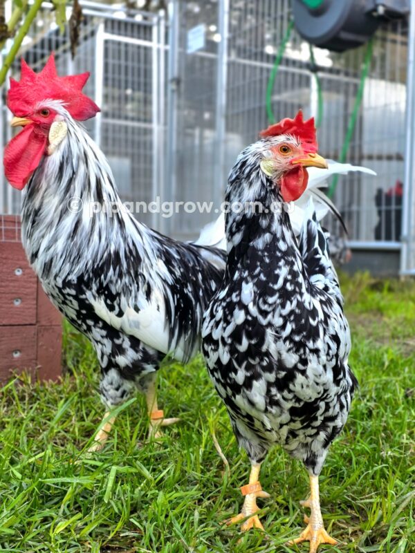 Exchequer Leghorn Fertile Egg (each) - Image 26