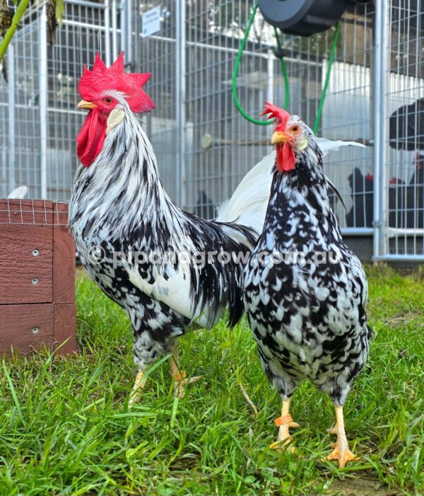 Exchequer Leghorn Fertile Egg (each) - Image 12