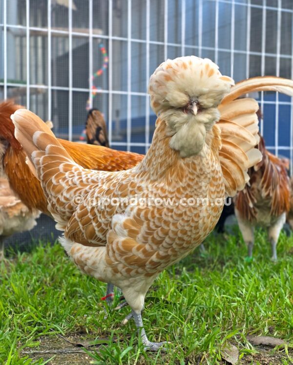 Buff & Gold laced Polish Fertile Egg (each) - Image 10