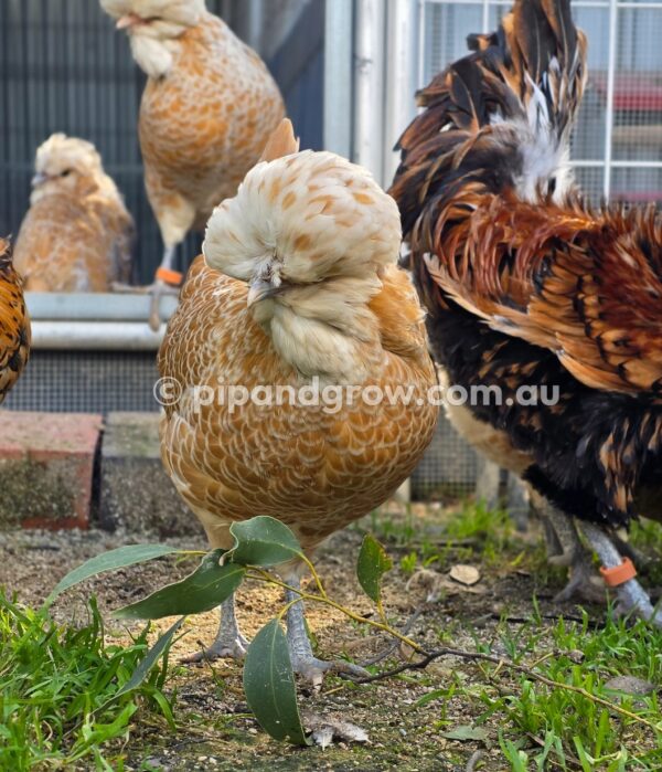 Buff & Gold laced Polish Fertile Egg (each) - Image 18