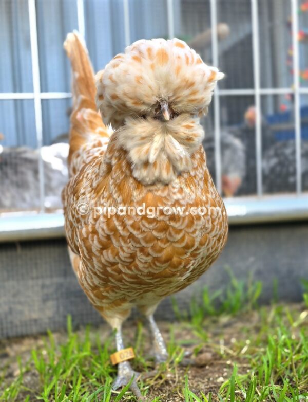 Buff & Gold laced Polish Fertile Egg (each) - Image 13