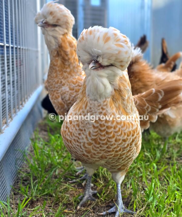 Buff & Gold laced Polish Fertile Egg (each) - Image 23
